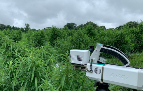 Reading the Leaves: Adventures in the Leaf-Level Physiology of Cannabis