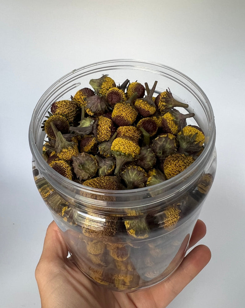 Buzz Buttons- Toothache Plant Buds 40 ct. (Acmella oleracea)