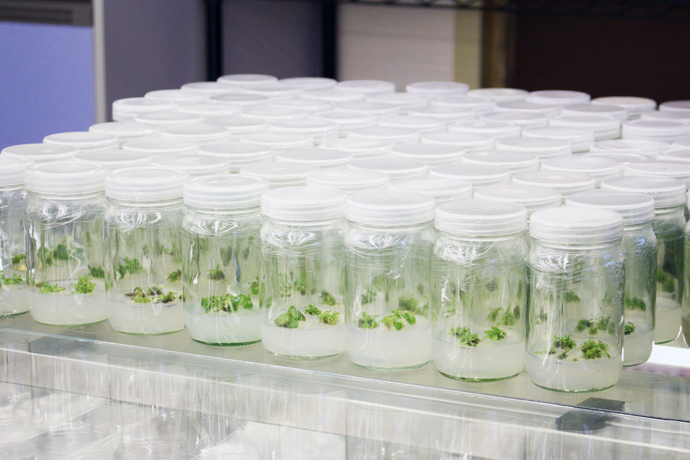 Seed, Clone, or Tissue Culture? How to Decide.