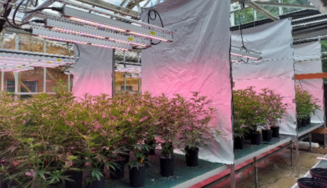 “We will be providing cannabis growers with much needed research”