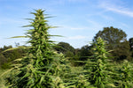 HempGrower Magazine: Hemp Companies Collab to Rise Above the Seeds vs. Clones Debate