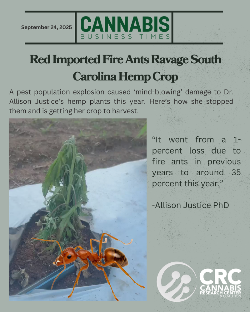 Red Imported Fire Ants Ravage South Carolina Hemp Crop
