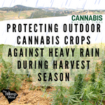 From Cannabis Business Times: 8 Tips for Protecting Outdoor Cannabis Crops Against Heavy Rain During Harvest Season