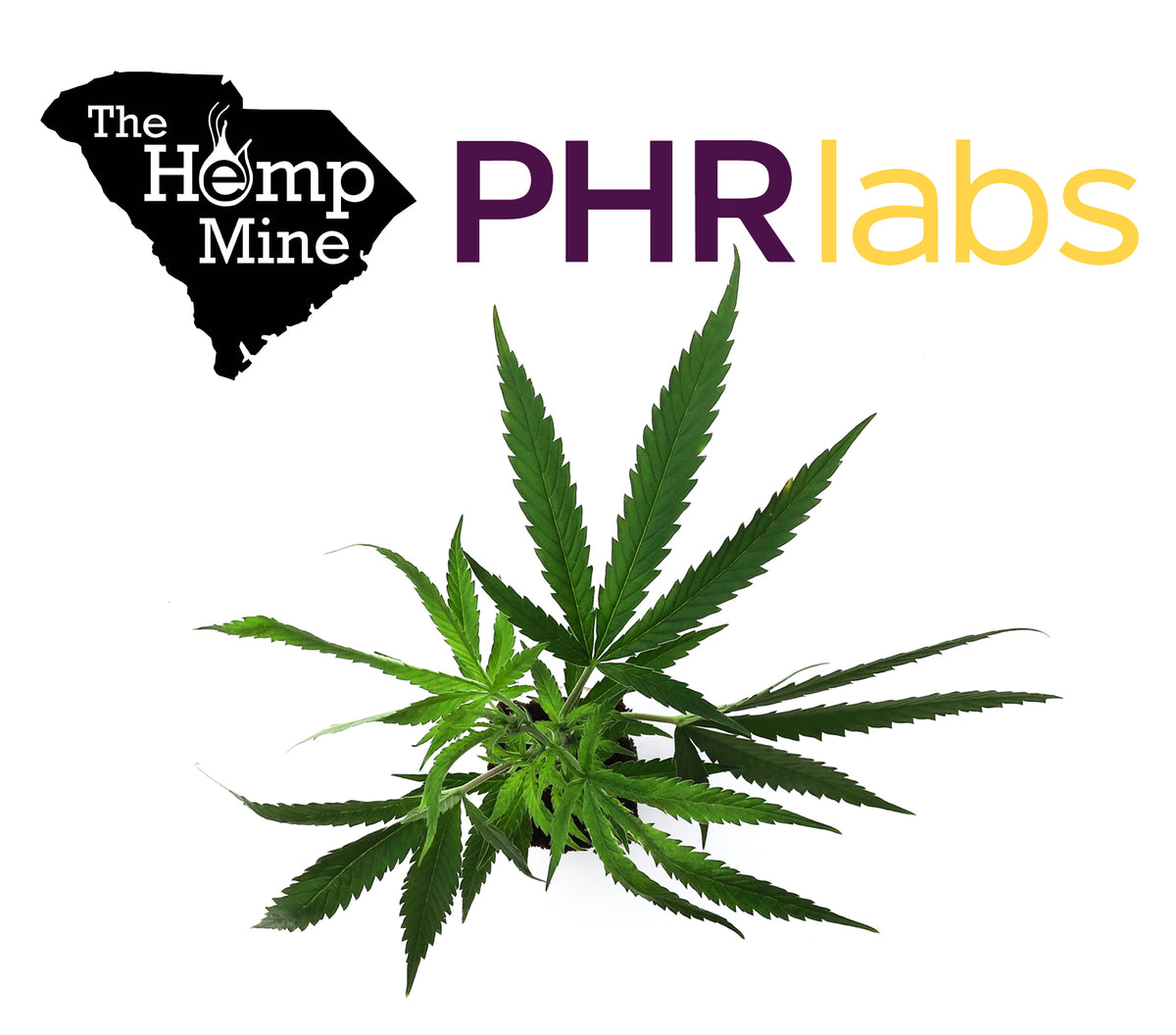 The Hemp Mine and PHR Labs Create a Unique Partnership