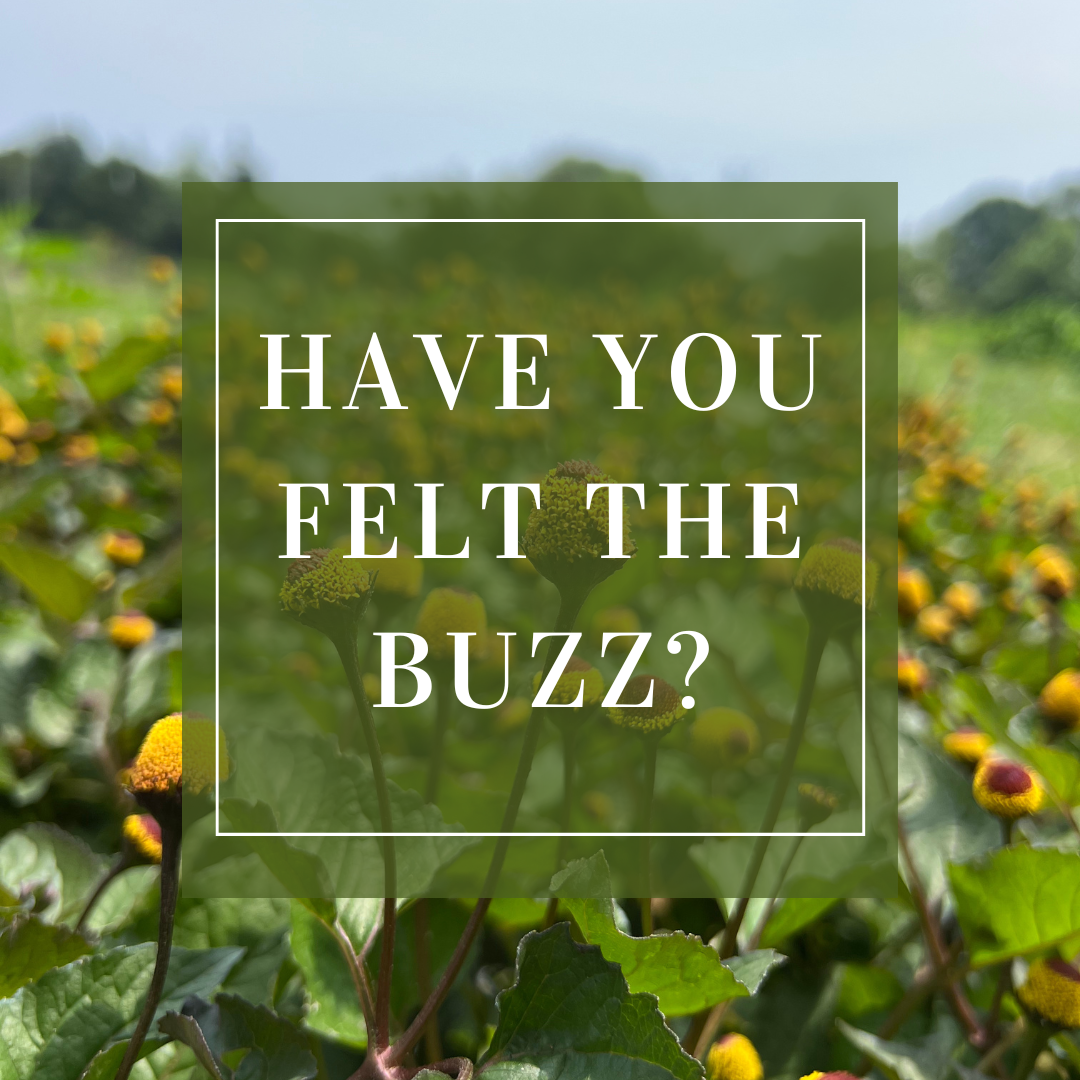 Buzz Buttons: A Tiny Powerhouse of Flavor and Health Benefits