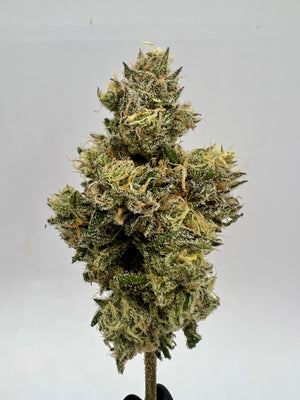 Premium THCa:CBD 1:1 Flower 'Gremlin' INDOOR