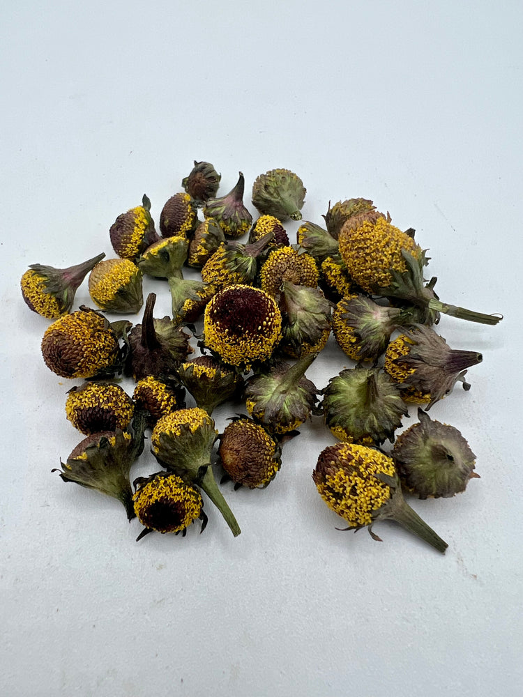 Buzz Buttons- Toothache Plant Buds 40 ct. (Acmella oleracea)