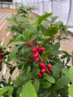 Miracle Berry Fruit Seed- for planting and eating, one fruit Synsepalum dulcificum