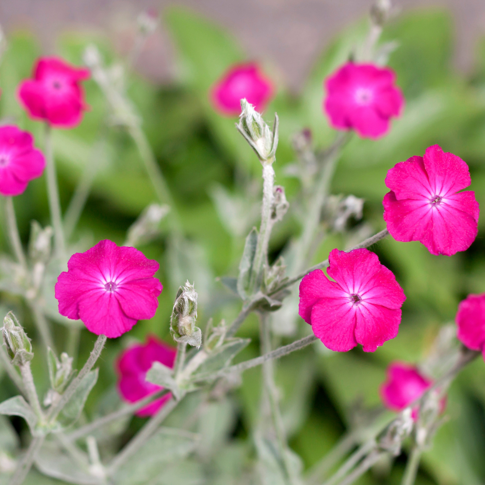 rose campion seed Rose Campion Seed (Lychnis coronaria) 150ct – The Hemp Mine