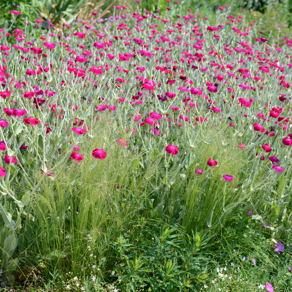 champion flower tree seeds for sale Rose Campion Seed (Lychnis coronaria) 150ct – The Hemp Mine
