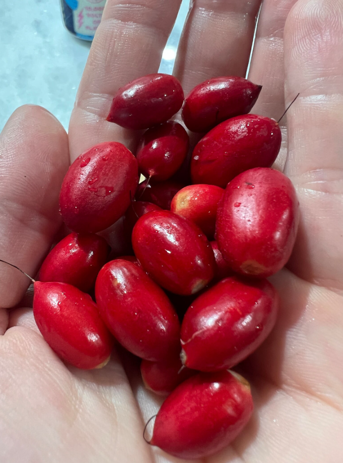 Miracle Berry Fruit Seed- for planting tree, one fruit Synsepalum dulcificum