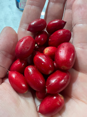 Miracle Berry Fruit Seed- for planting and eating, one fruit Synsepalum dulcificum
