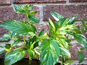 Mint Peppermint Variegated Mentha Plant