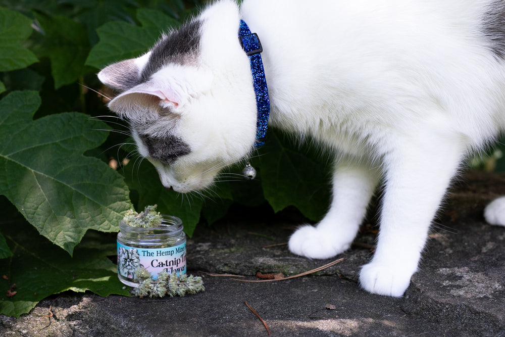 Cat enjoys catnip trip flower organic